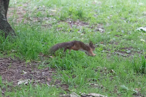 Widok Czerwonej Puszystej Wiewiórki Uciekają Parku — Zdjęcie stockowe