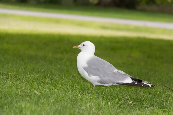 Vue Latérale Goéland Sur Herbe Verte Dans Parc — Photo