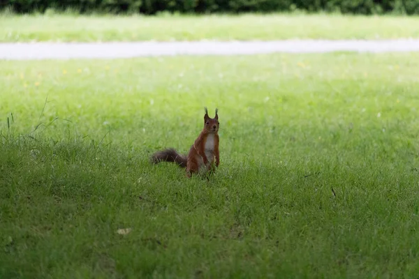 View Red Fluffy Squirrel Green Grass Royalty Free Stock Images