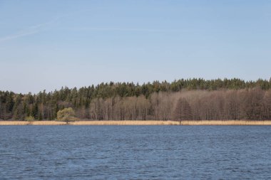 Arkaplanda deniz, orman ve mavi gökyüzü manzarası, İsveç.