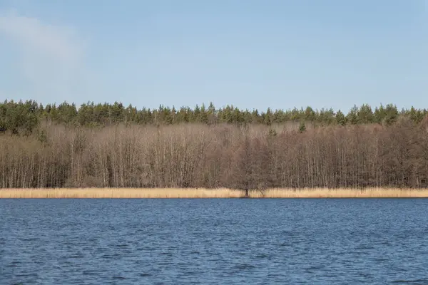 Kilátás Tengerre Erdőre Kék Háttérben Svédország — Stock Fotó