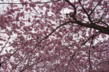 İsveç 'te bahar aylarında, güzel pembe kiraz ağacı taç manzarası..