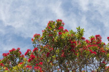 Pohutukawa ağacının arkaplanda mavi gökyüzü ile açtığı görüntüyü kapat.