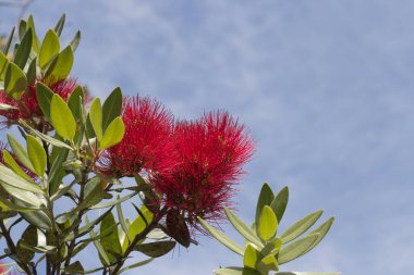 Pohutukawa 'nın çiçek açtığı arkaplandaki mavi gökyüzü görüntüsünü kapat.
