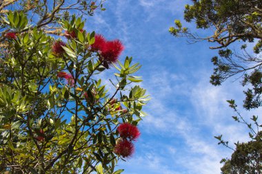 Pohutukawa 'nın çiçek açtığı arkaplandaki mavi gökyüzü görüntüsünü kapat.