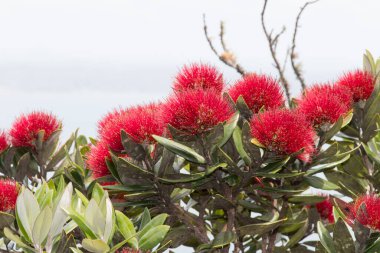 Close up view of pohutukawa flowers in bloom. clipart