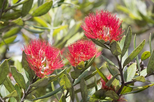 Közelről Kilátás Pohutukawa Virág Virágzik — Stock Fotó