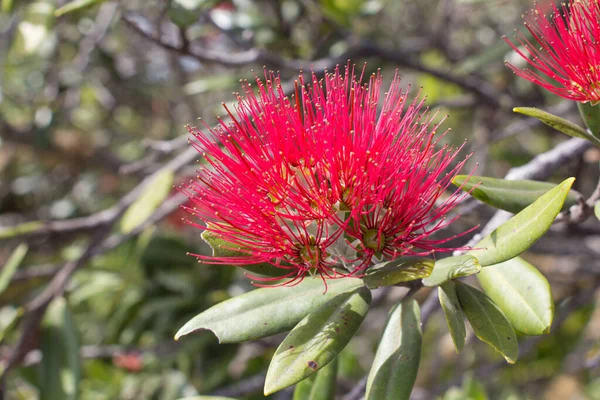 Blisko Widok Kwiat Pohutukawa Rozkwicie — Zdjęcie stockowe