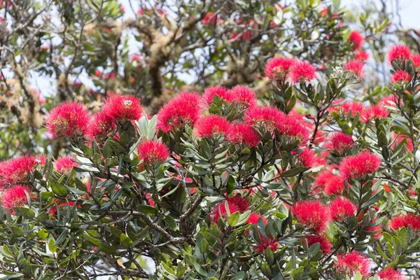 Blisko Widok Drzewa Pohutukawa Rozkwicie — Zdjęcie stockowe