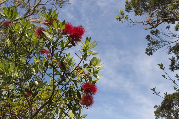 Vista Vicino Pohutukawa Fiore Con Cielo Blu Sullo Sfondo — Foto Stock