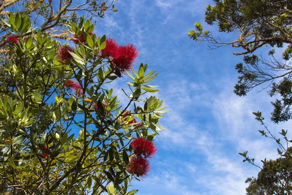 Pohutukawa 'nın çiçek açtığı arkaplandaki mavi gökyüzü görüntüsünü kapat.