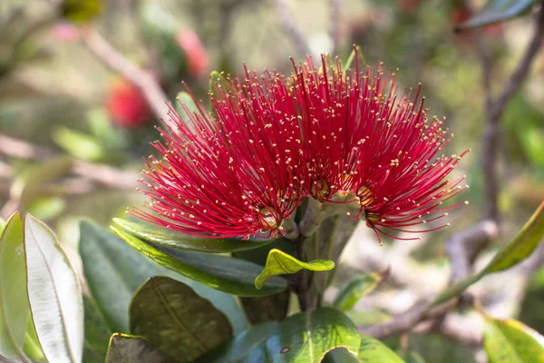 Közelről Kilátás Pohutukawa Virág Virágzik — Stock Fotó