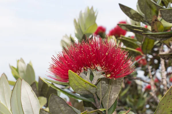 Közelről Kilátás Pohutukawa Virág Virágzik — Stock Fotó