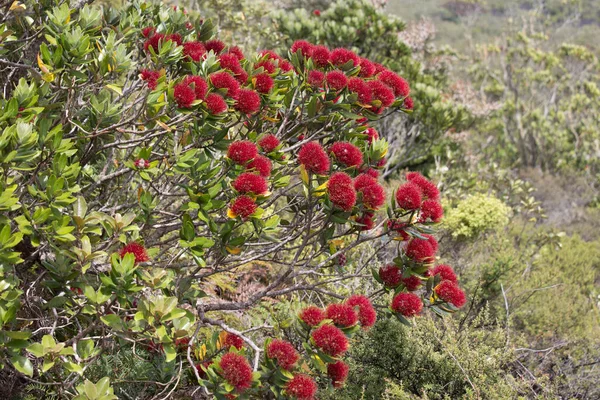 Közelről Kilátás Pohutukawa Virágzik Tenger Háttérben — Stock Fotó