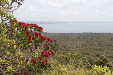 Pohutukawa 'nın çiçek açması ve arka planda denizin olması görüntüsünü kapat..