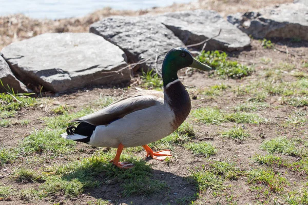 View Mallard Drake Green Grass Sunny Day — Stock Photo, Image