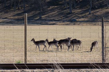 İsveç 'in Gripsholms Hjorthage bölgesindeki bir tarlada otlayan geyiklerin manzarası.