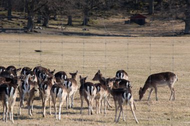 İsveç 'in Gripsholms Hjorthage bölgesindeki bir tarlada otlayan geyiklerin manzarası.