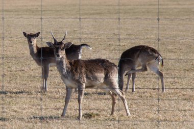 İsveç 'in Gripsholms Hjorthage bölgesindeki bir tarlada otlayan geyiklerin manzarası.