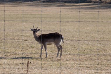 İsveç 'teki Gripsholms Hjorthage tarlasında bir geyik manzarası..