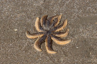 Kumsalda bir deniz yıldızına yaklaş.