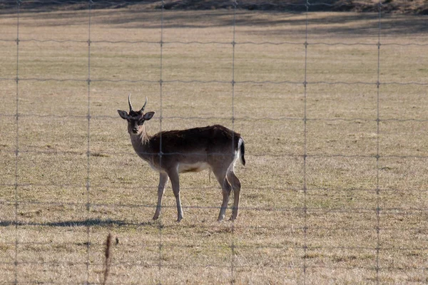 İsveç 'teki Gripsholms Hjorthage tarlasında bir geyik manzarası..