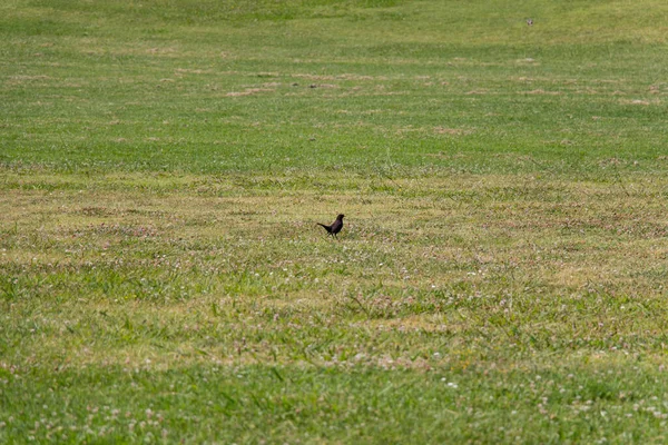 Vedere Blackbird Iarbă Verde Într Însorită — Fotografie, imagine de stoc