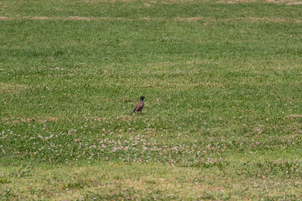 Utsikten Över Vanliga Myna Fågel Ett Grönt Gräs — Stockfoto