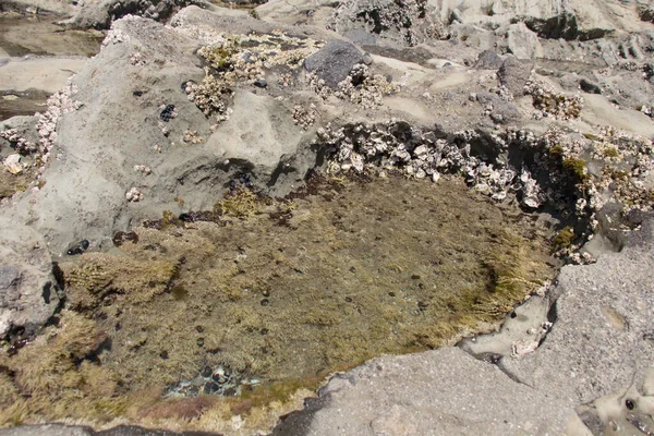 Nahaufnahme Von Algen Und Muscheln Einem Felspool Bei Ebbe — Stockfoto