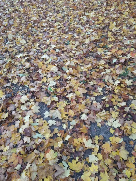Der Blick Auf Gelbe Blätter Die Wie Ein Dicker Naturteppich — Stockfoto