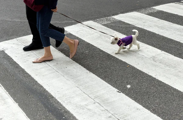 People Dog Zebra Crossing — Stock Photo, Image