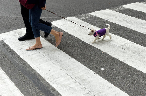 people with a dog on a zebra crossing