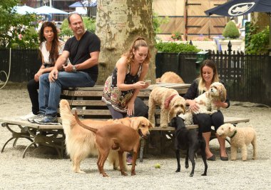 New York, Amerika Birleşik Devletleri - 30 Mayıs 2018: New York'taki Madison Square köpek çalıştırmak, köpekler yürüyüş insanlar.