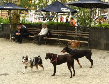 New York, Amerika Birleşik Devletleri - 30 Mayıs 2018: New York'taki Madison Square köpek çalıştırmak, köpekler yürüyüş insanlar.