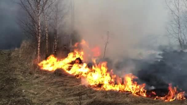 Дикий Вогонь Лісова Пожежа Польовий Вогонь — стокове відео