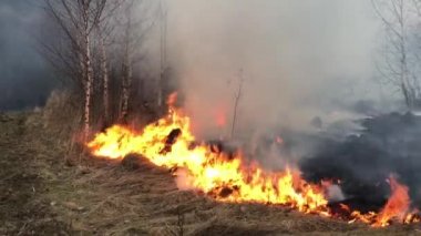 Orman yangını, orman yangını, alan yangın,