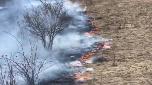 Πυρκαγιών Δασική Πυρκαγιά Φωτιά Πεδίο — Αρχείο Βίντεο