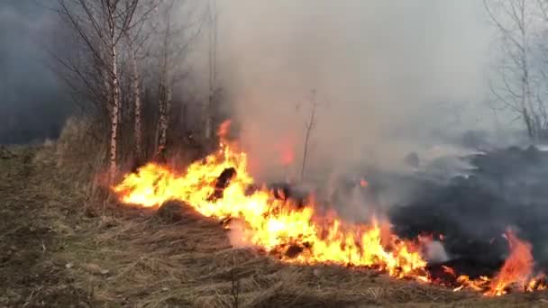 Wildfire Leśny Ogień Ogień Pole — Wideo stockowe