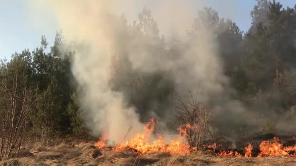 Wildvuur Bosbrand Veld Brand — Stockvideo