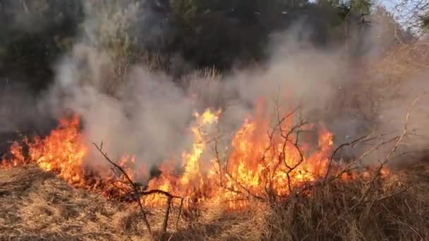 Flächenbrand Waldbrand Feldbrand — Stockvideo