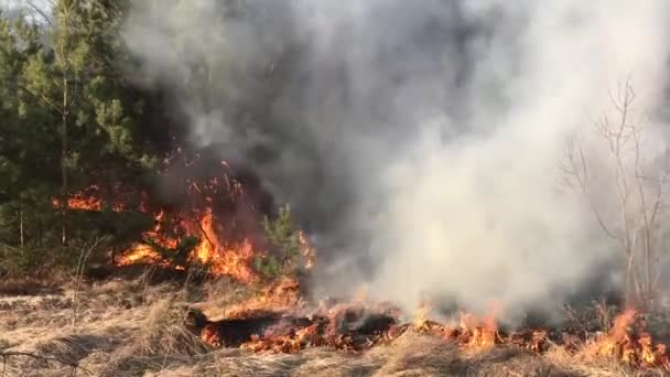 Futótűz Erdőtűz Mező Tűz — Stock videók