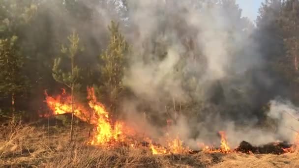 Дикий Вогонь Лісова Пожежа Польовий Вогонь — стокове відео
