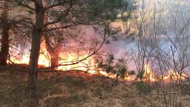 Wildfire Forest Fire Field Fire — Stock Video