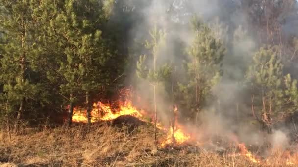 Wildfire Leśny Ogień Ogień Pole — Wideo stockowe