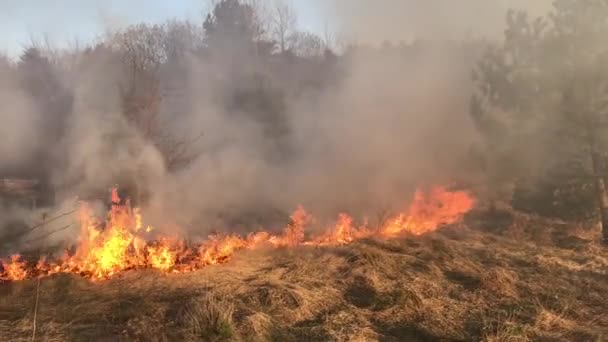 Лесной Пожар Лесной Пожар Полевой Пожар — стоковое видео