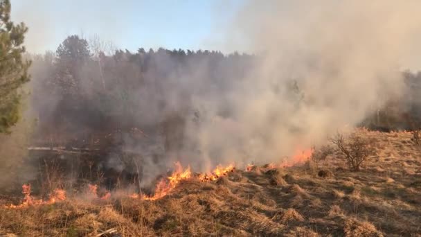 feux de forêt, feux de forêt, feux de champs ,