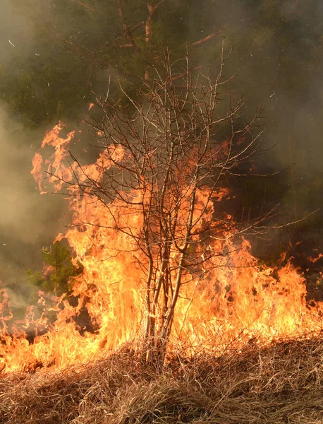 Incendi boschivi, incendi boschivi, foreste in fiamme — Foto Stock