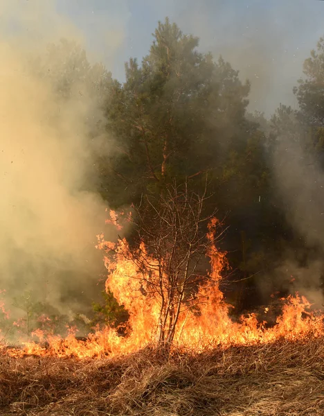 Ormanda yangın, orman ateşi, yanan orman — Stok fotoğraf