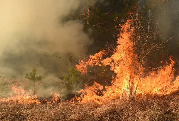 Incendi boschivi, incendi boschivi, foreste in fiamme — Foto Stock