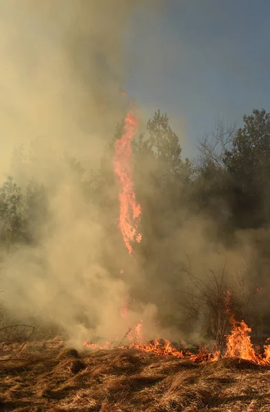 Ormanda yangın, orman ateşi, yanan orman — Stok fotoğraf